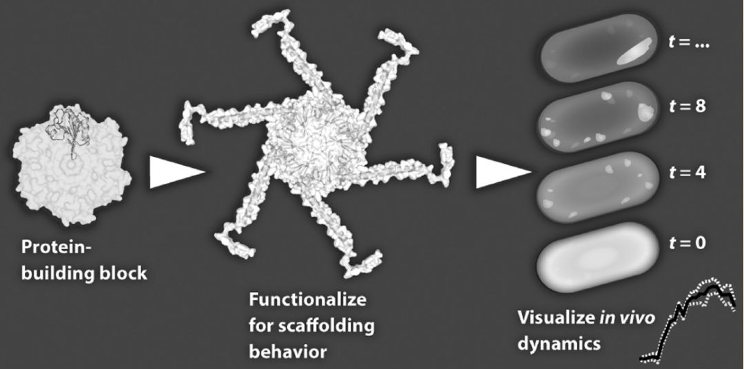 Designer Nanoscaffold Platform